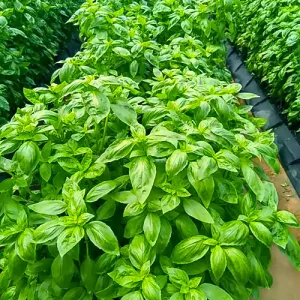 basil_growth