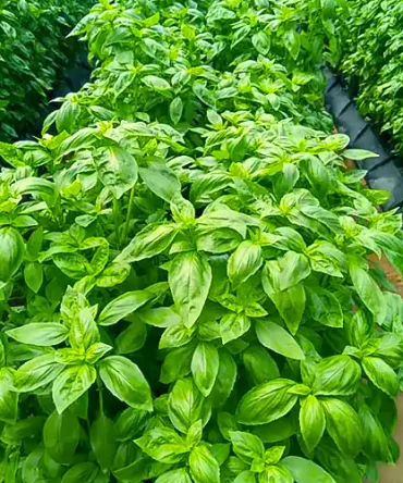 Basil