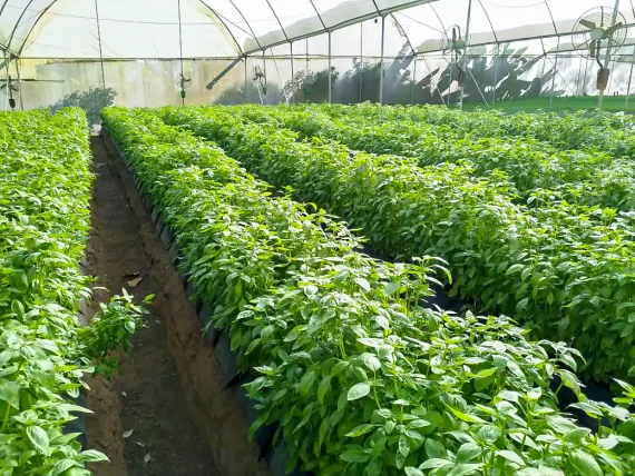 basil growth and processing uganda 1