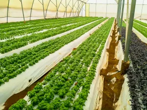 basil growth and processing uganda 10