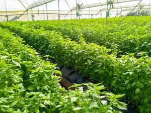 basil growth and processing uganda 3