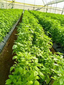 basil growth and processing uganda 4