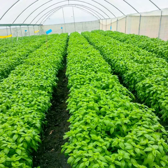 basil growth and processing uganda 7