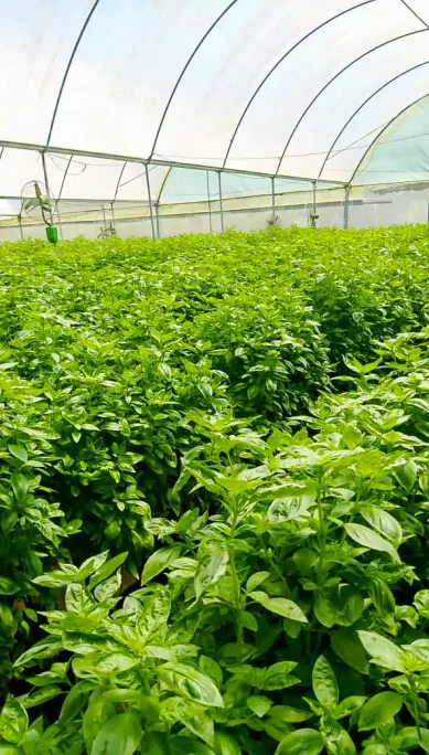 basil growth and processing uganda 8 1