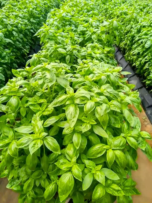 basil growth and processing uganda 9