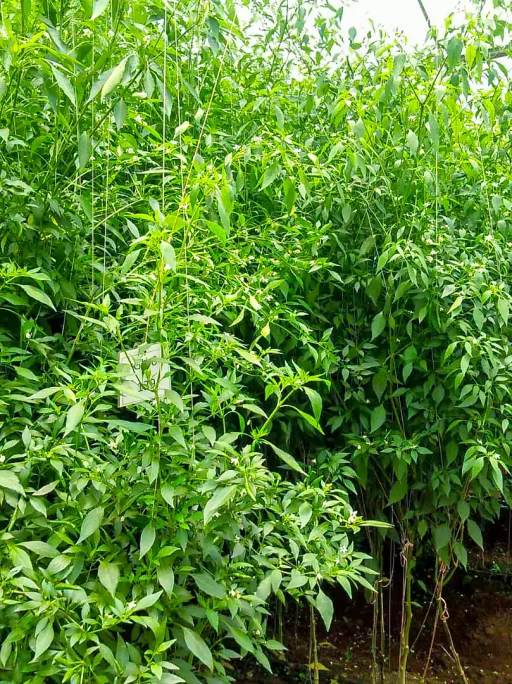 chilli growth and processing uganda 1