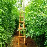 chilli growth and processing uganda 2