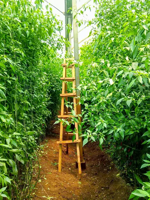 chilli growth and processing uganda 2