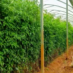 chilli growth and processing uganda 3