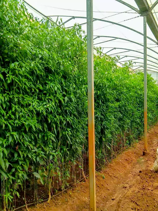 chilli growth and processing uganda 3