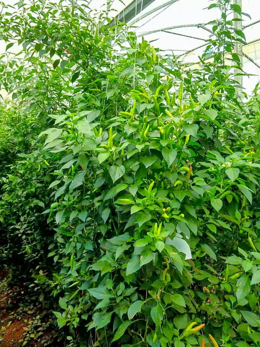 chilli growth and processing uganda 5