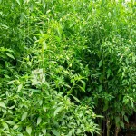 chilli growth and processing uganda 6