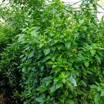 chilli growth in uganda 2